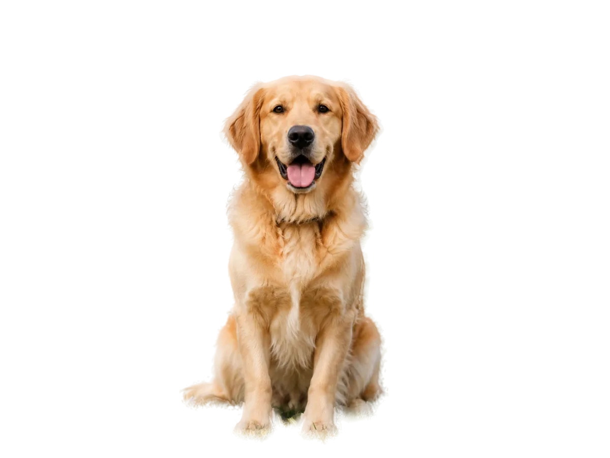 Golden retriever photo shown half with its original background and half cut out